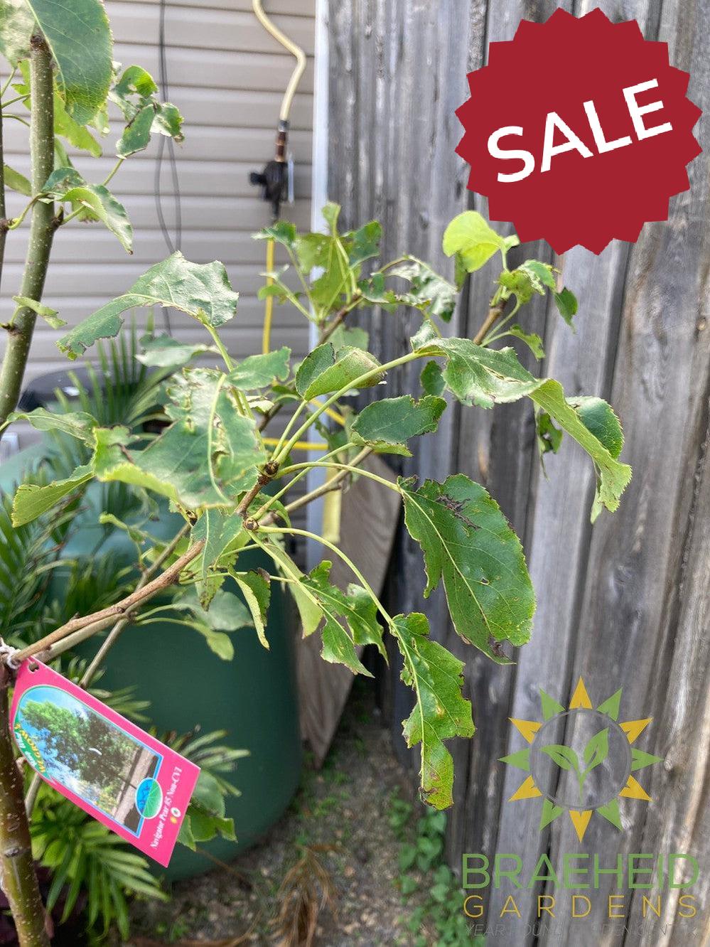 Navigator Pear- Tree for sale, Grown in Grande Prairie -Braeheid Gardens Ltd. on Emerson Trail