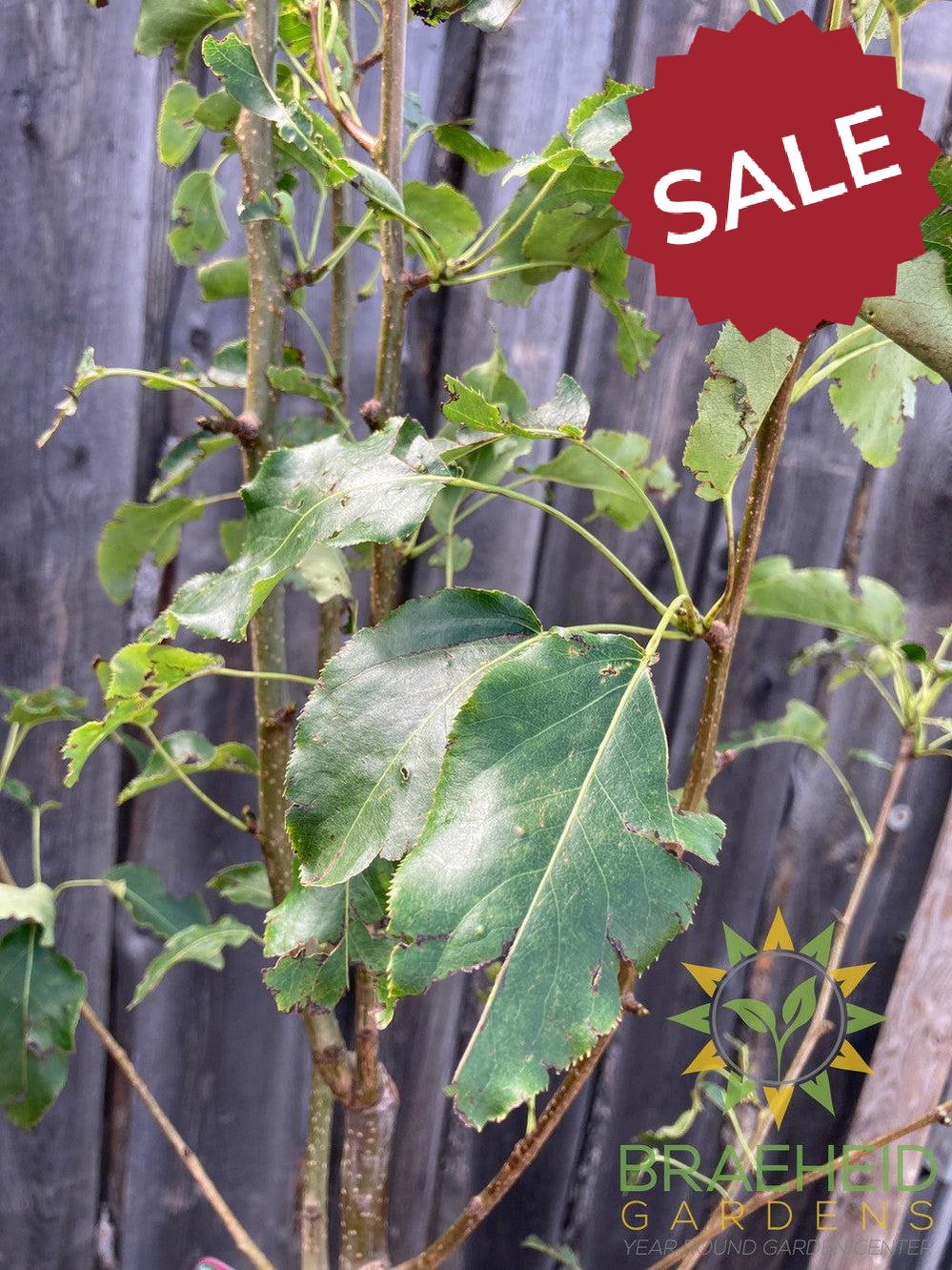 Navigator Pear- Tree for sale, Grown in Grande Prairie -Braeheid Gardens Ltd. on Emerson Trail