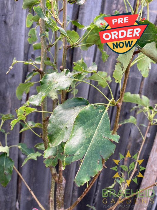 Navigator Pear- Tree for sale, Grown in Grande Prairie -Braeheid Gardens Ltd. on Emerson Trail
