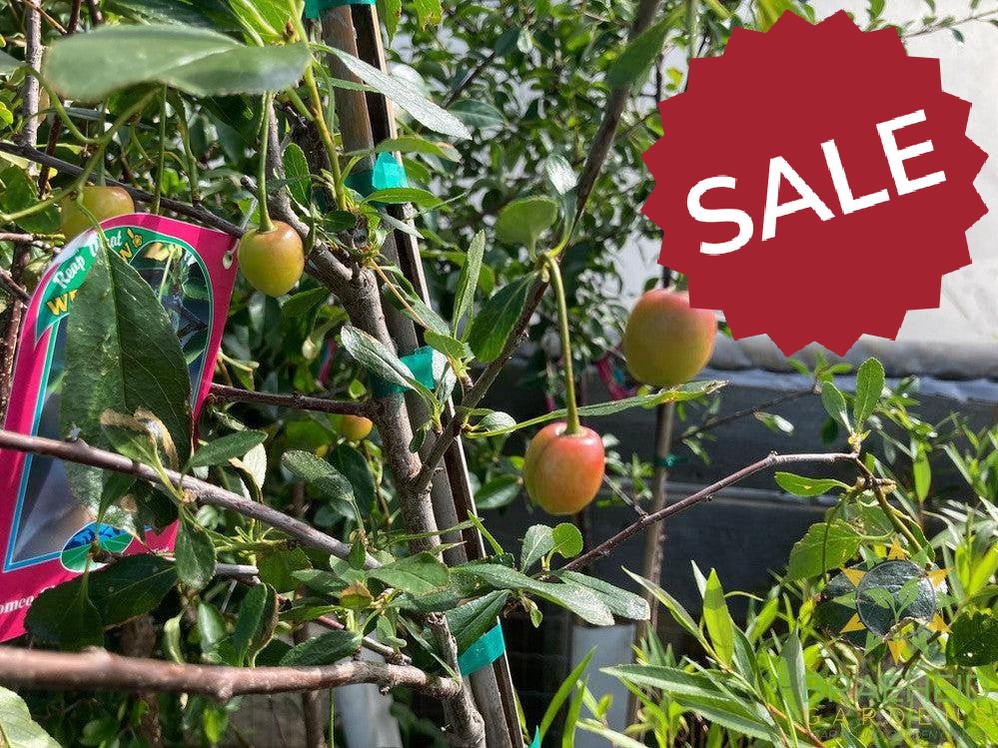 Romeo Cherry Tree- Tree for sale, Grown in Grande Prairie -Braeheid Gardens Ltd. on Emerson Trail