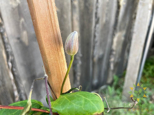 Ville De Lyon Clematis