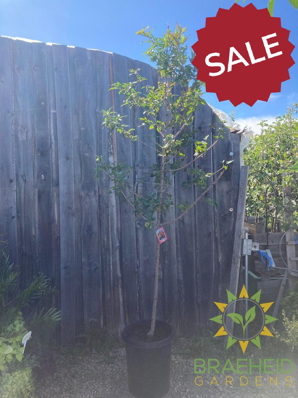 Amur Maple Tree- Tree for sale, Grown in Grande Prairie -Braeheid Gardens Ltd. on Emerson Trail