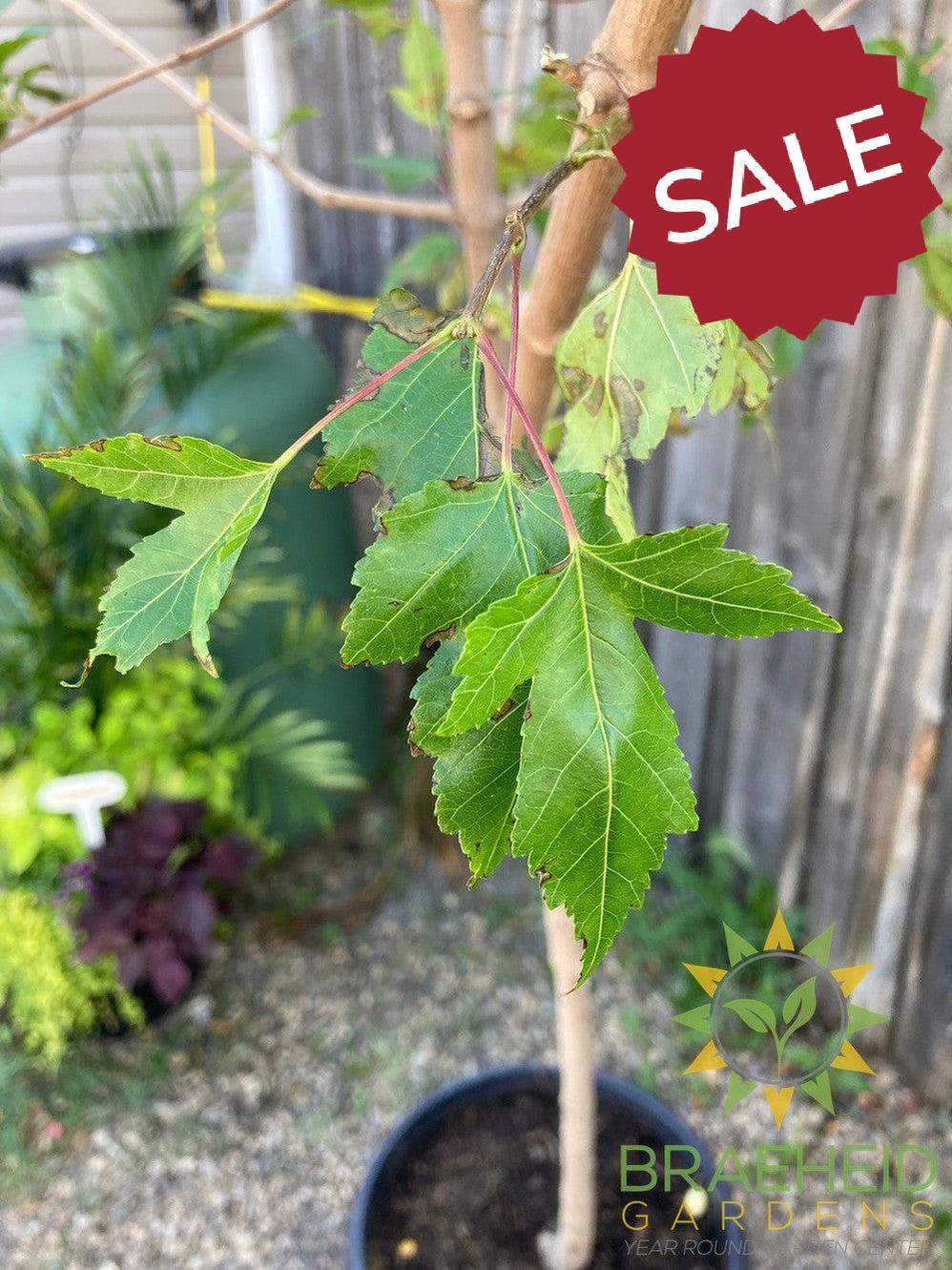 Amur Maple Tree- Tree for sale, Grown in Grande Prairie -Braeheid Gardens Ltd. on Emerson Trail
