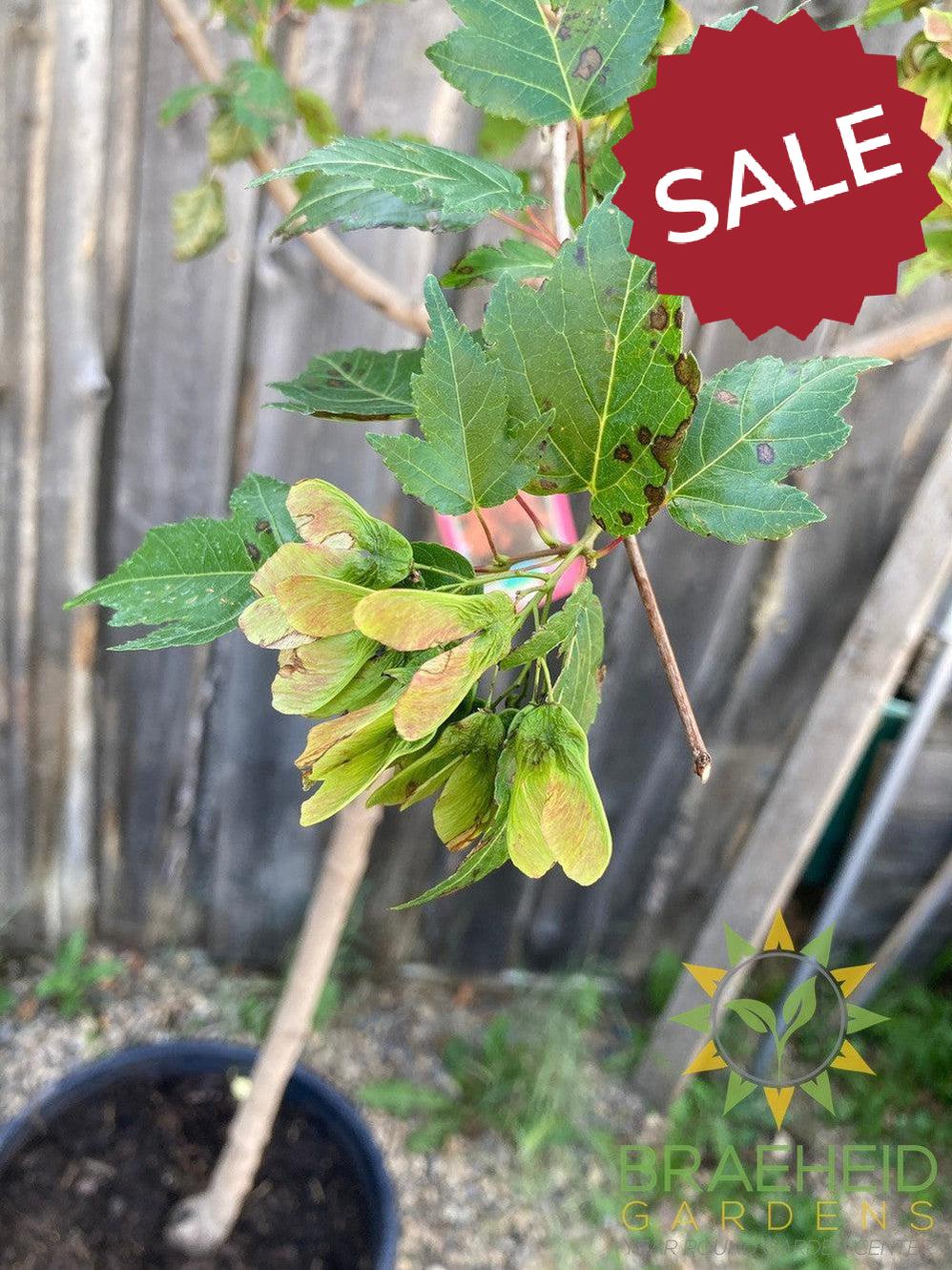 Amur Maple Tree- Tree for sale, Grown in Grande Prairie -Braeheid Gardens Ltd. on Emerson Trail