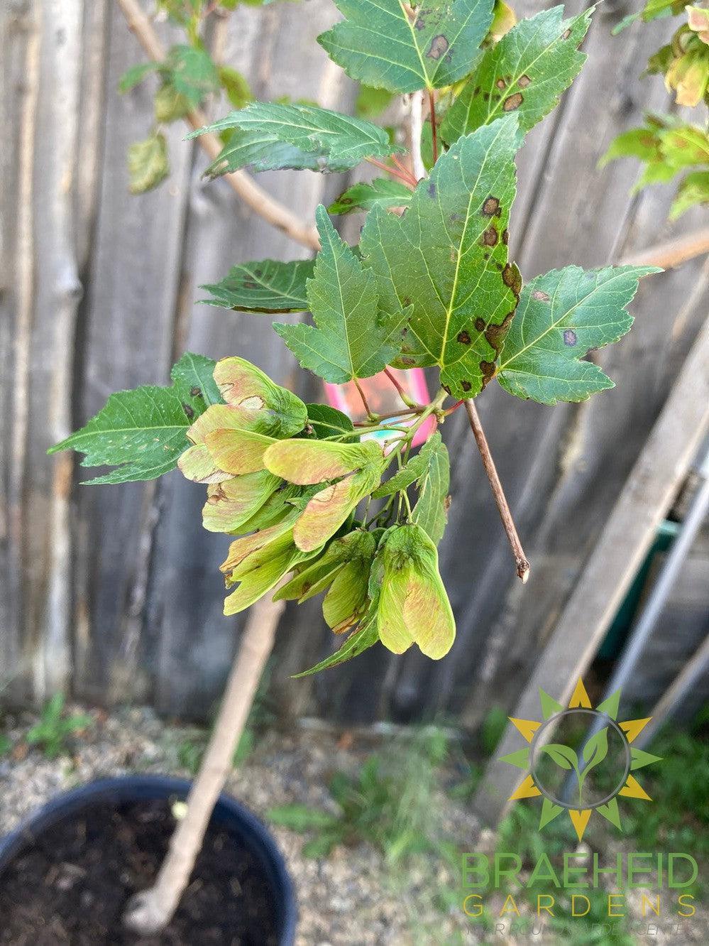 Amur Maple Tree- Tree for sale, Grown in Grande Prairie -Braeheid Gardens Ltd. on Emerson Trail