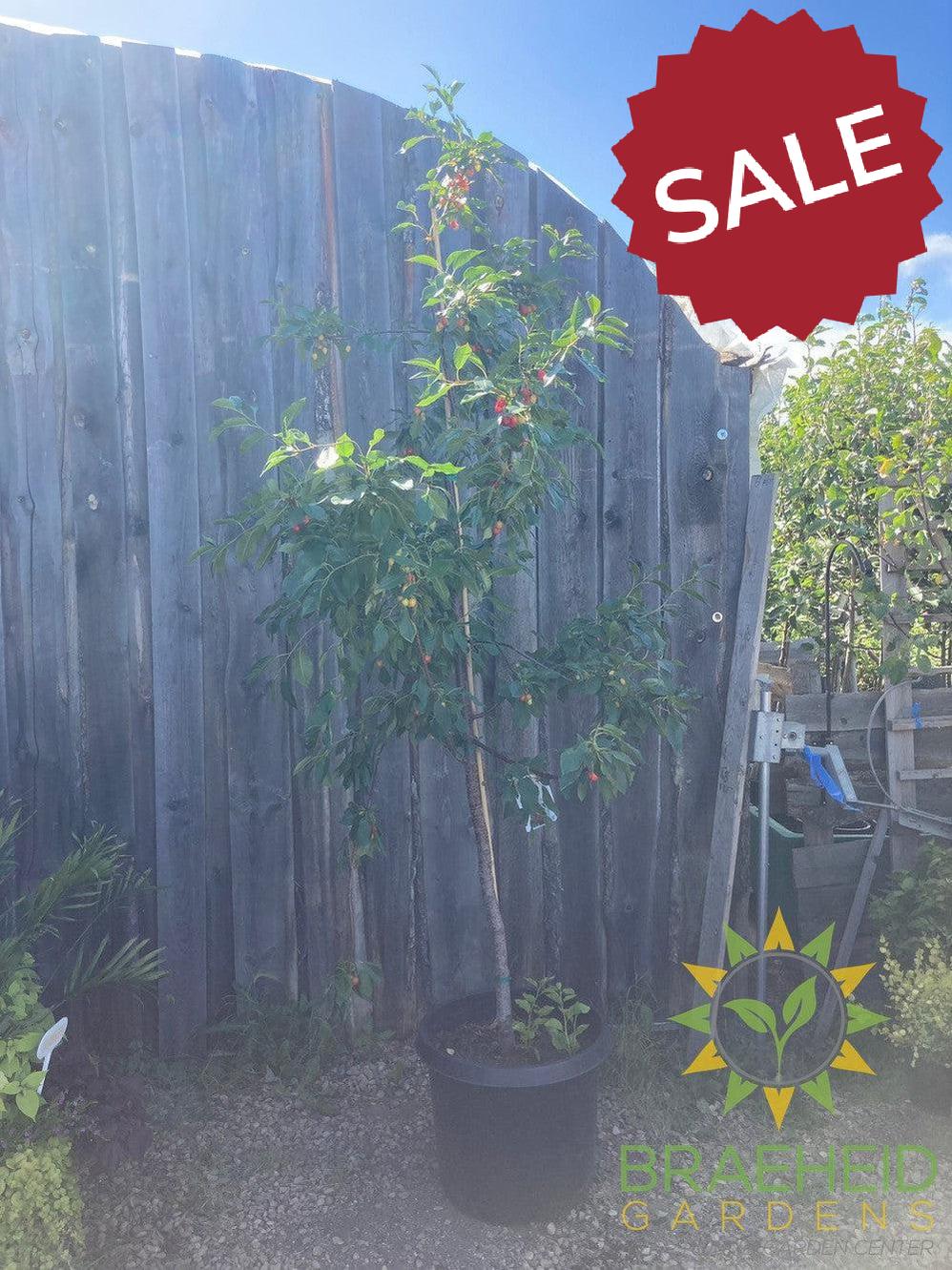 Evans Sour Cherry Tree- Tree for sale, Grown in Grande Prairie -Braeheid Gardens Ltd. on Emerson Trail