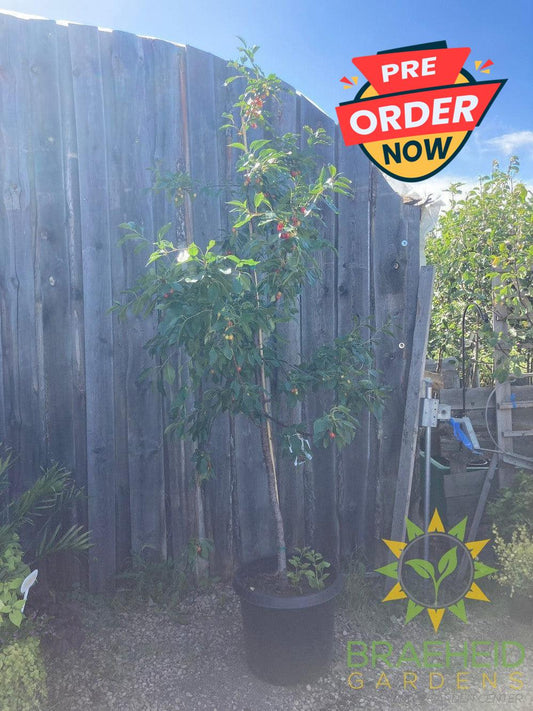 Evans Sour Cherry Tree- Tree for sale, Grown in Grande Prairie -Braeheid Gardens Ltd. on Emerson Trail