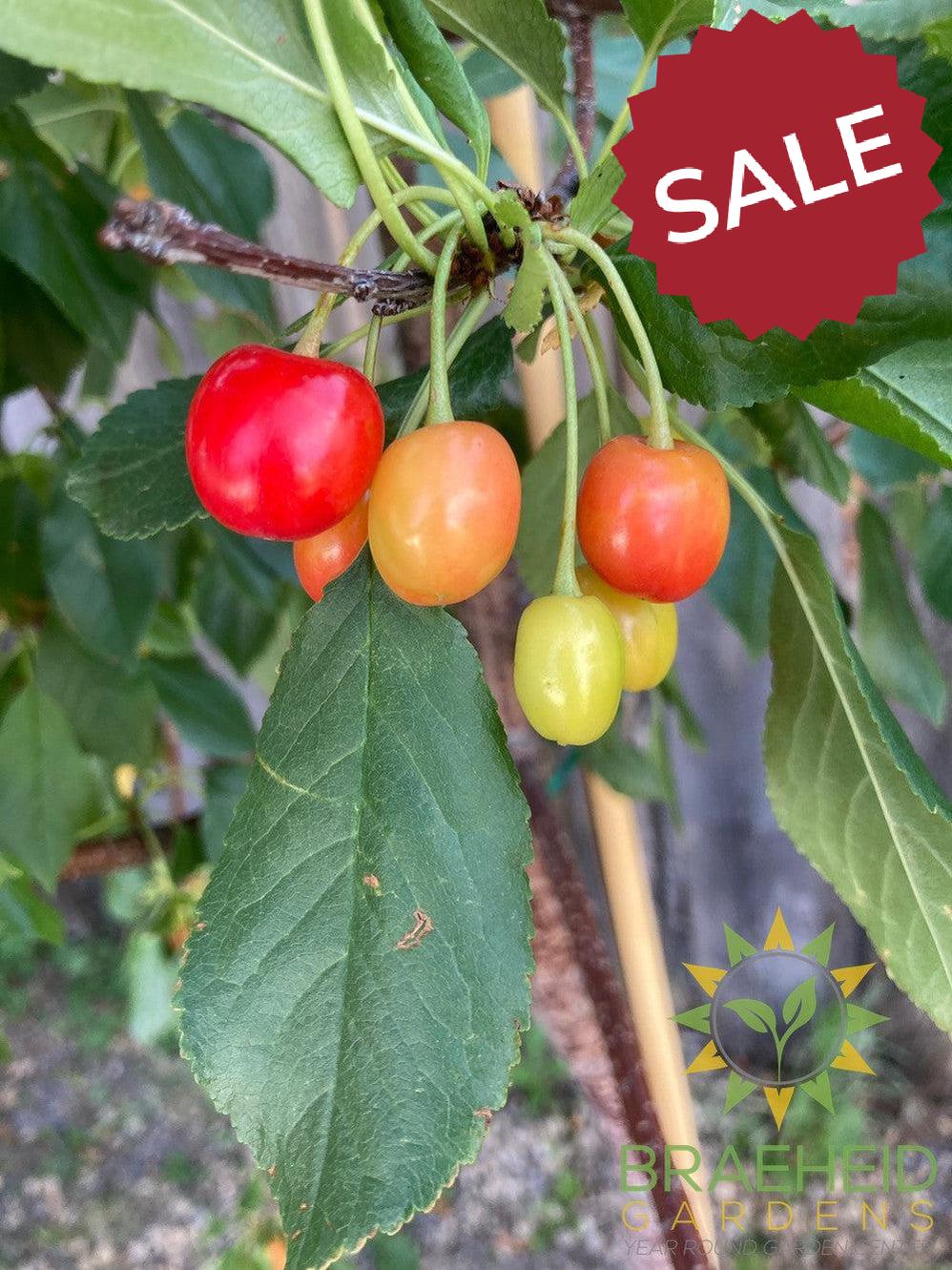 Evans Sour Cherry Tree- Tree for sale, Grown in Grande Prairie -Braeheid Gardens Ltd. on Emerson Trail