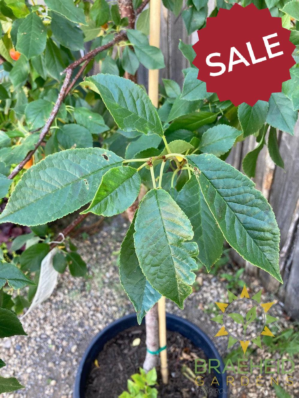 Evans Sour Cherry Tree- Tree for sale, Grown in Grande Prairie -Braeheid Gardens Ltd. on Emerson Trail