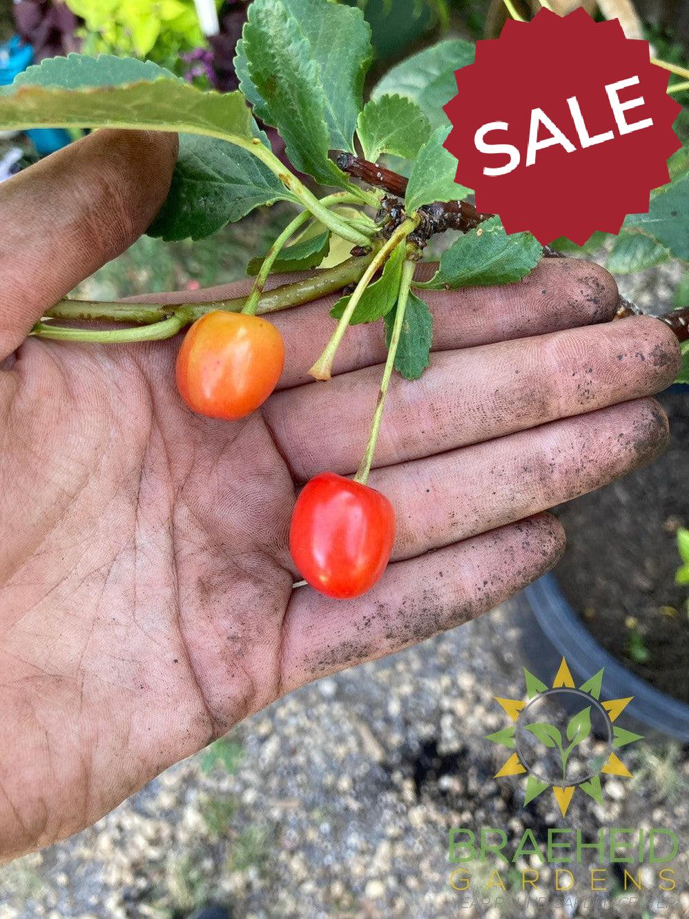 Evans Sour Cherry Tree- Tree for sale, Grown in Grande Prairie -Braeheid Gardens Ltd. on Emerson Trail