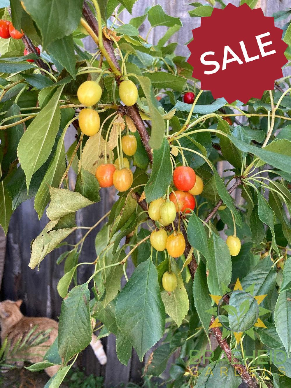 Evans Sour Cherry Tree- Tree for sale, Grown in Grande Prairie -Braeheid Gardens Ltd. on Emerson Trail