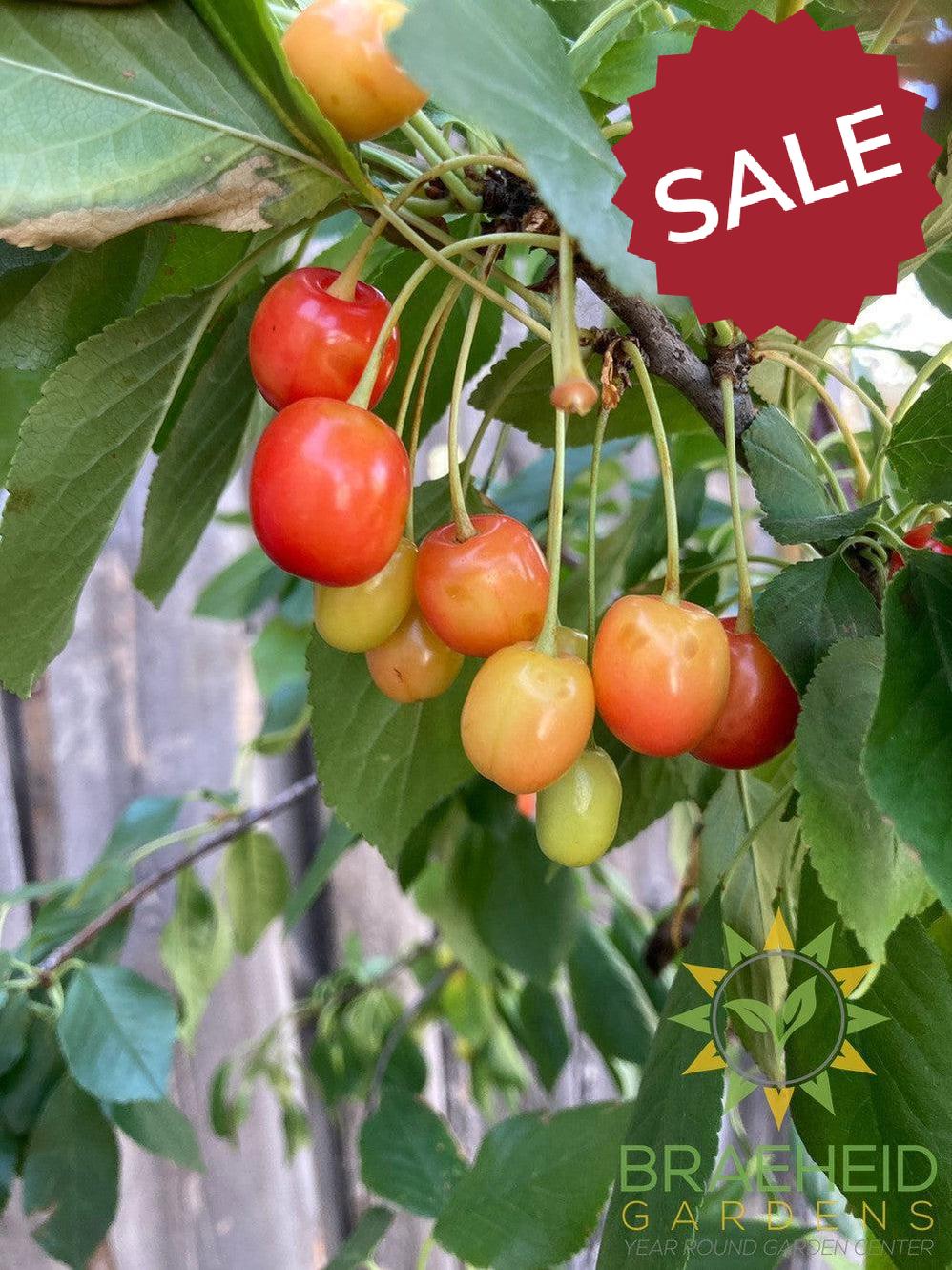 Evans Sour Cherry Tree- Tree for sale, Grown in Grande Prairie -Braeheid Gardens Ltd. on Emerson Trail