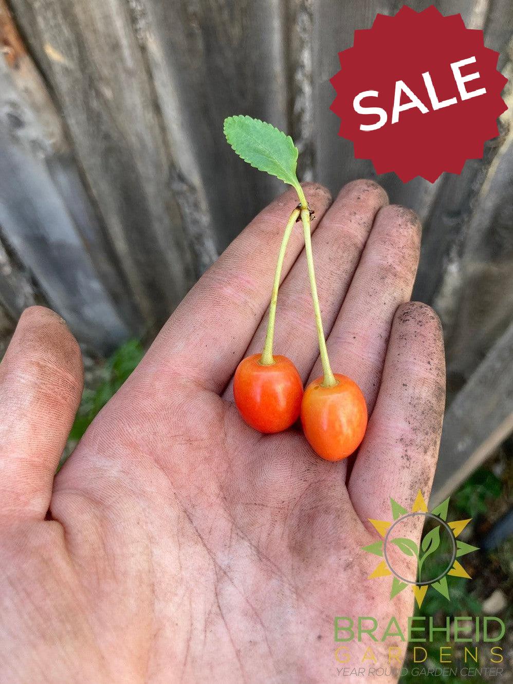Evans Sour Cherry Tree- Tree for sale, Grown in Grande Prairie -Braeheid Gardens Ltd. on Emerson Trail