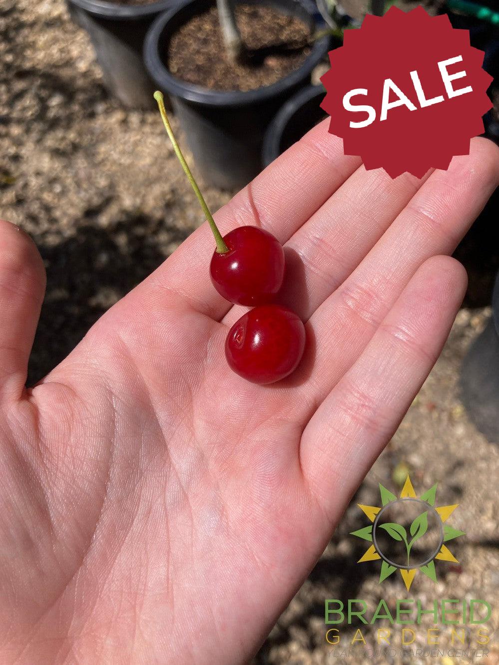 Valentine Cherry Tree- Tree for sale, Grown in Grande Prairie -Braeheid Gardens Ltd. on Emerson Trail