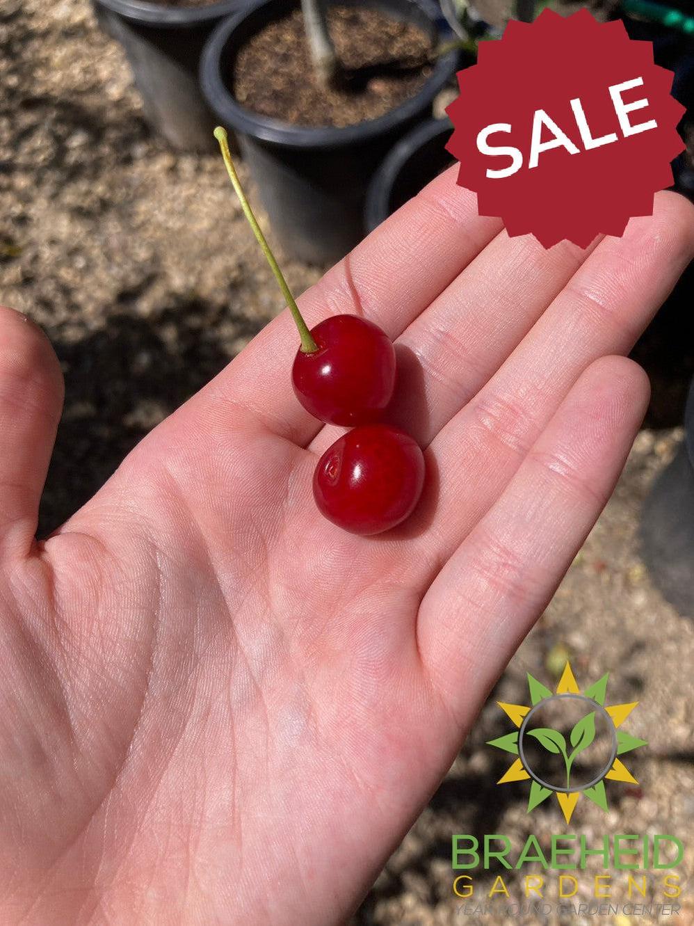 Auction #1 - Beginner’s Orchard Bundle – 9 Hardy Edible Fruit Trees + Fertilizer – Zone 3b Friendly