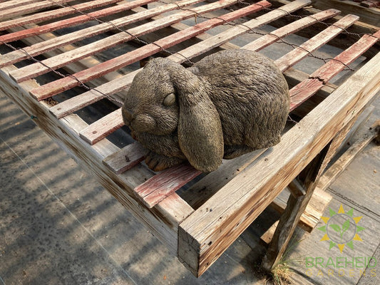 Rabbit Floppy Ears - NO SHIP -