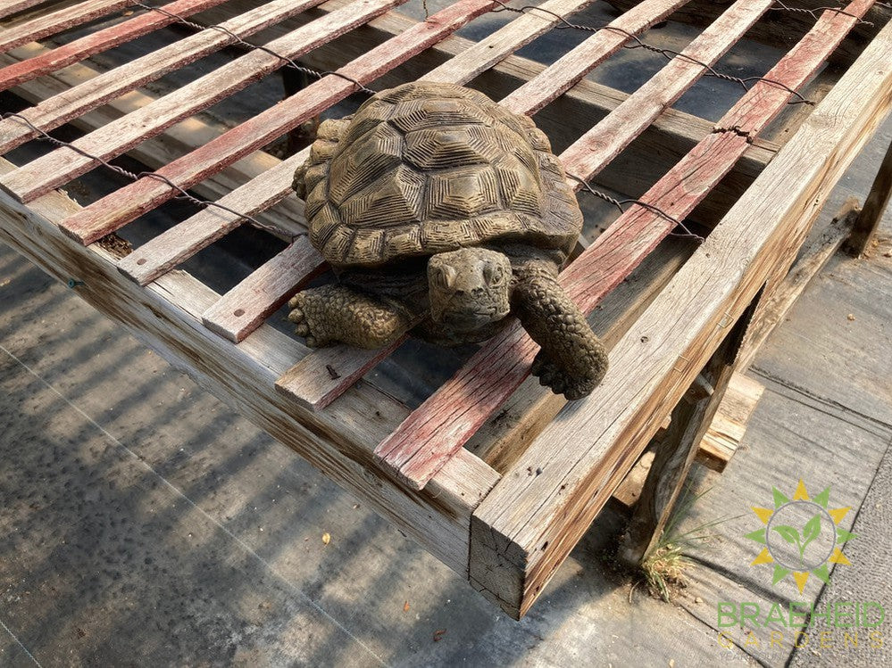 Turtle Garden Ornament - NO SHIP -