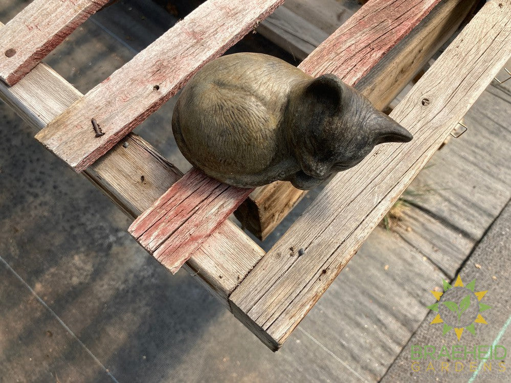 Cat Sleeping - NO SHIP -