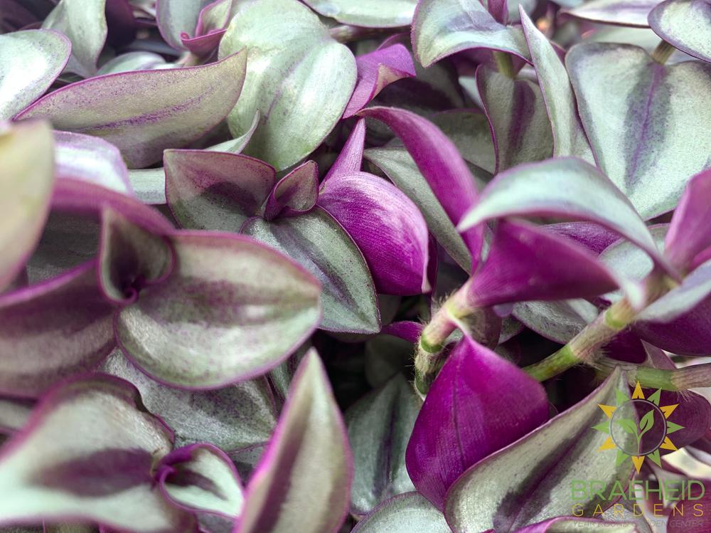 Large Zebra Wandering Jew - Hanging Basket