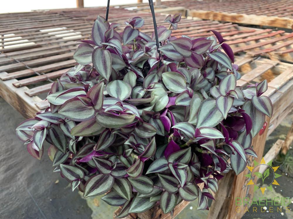 Large Zebra Wandering Jew - Hanging Basket