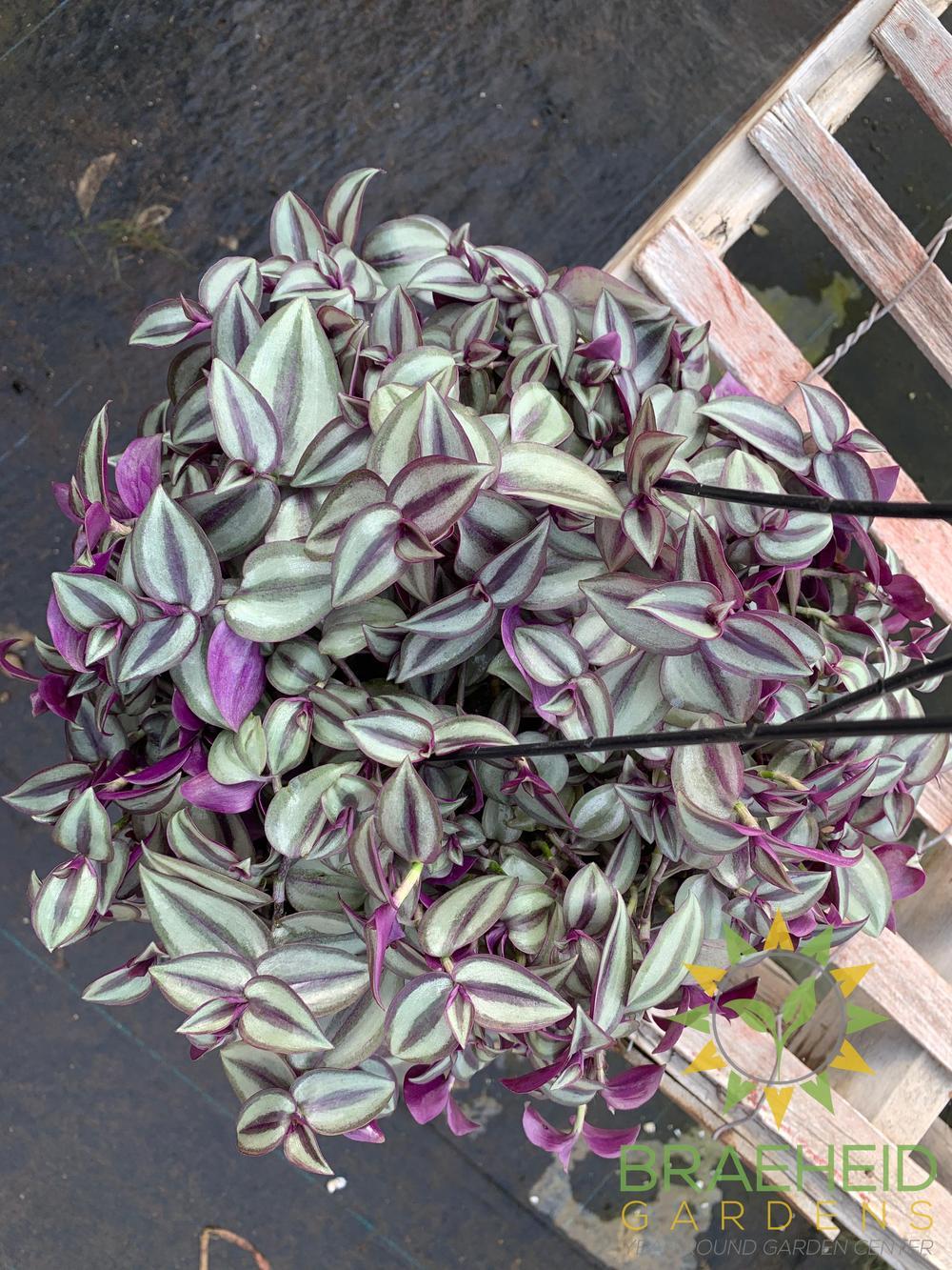 Large Zebra Wandering Jew - Hanging Basket