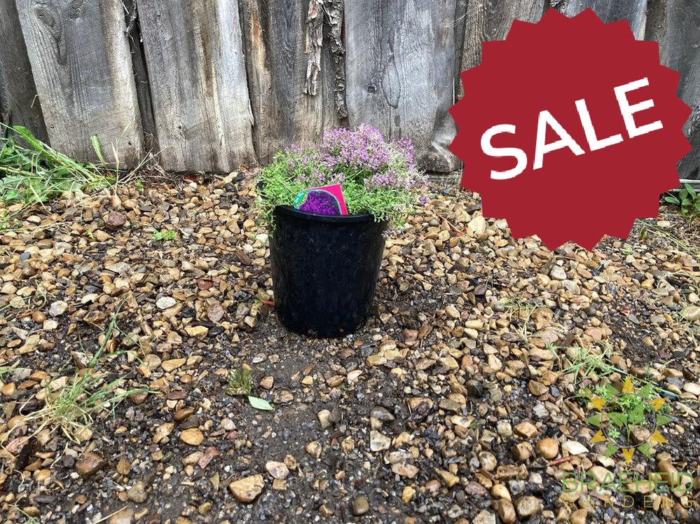 Red Creeping Thyme