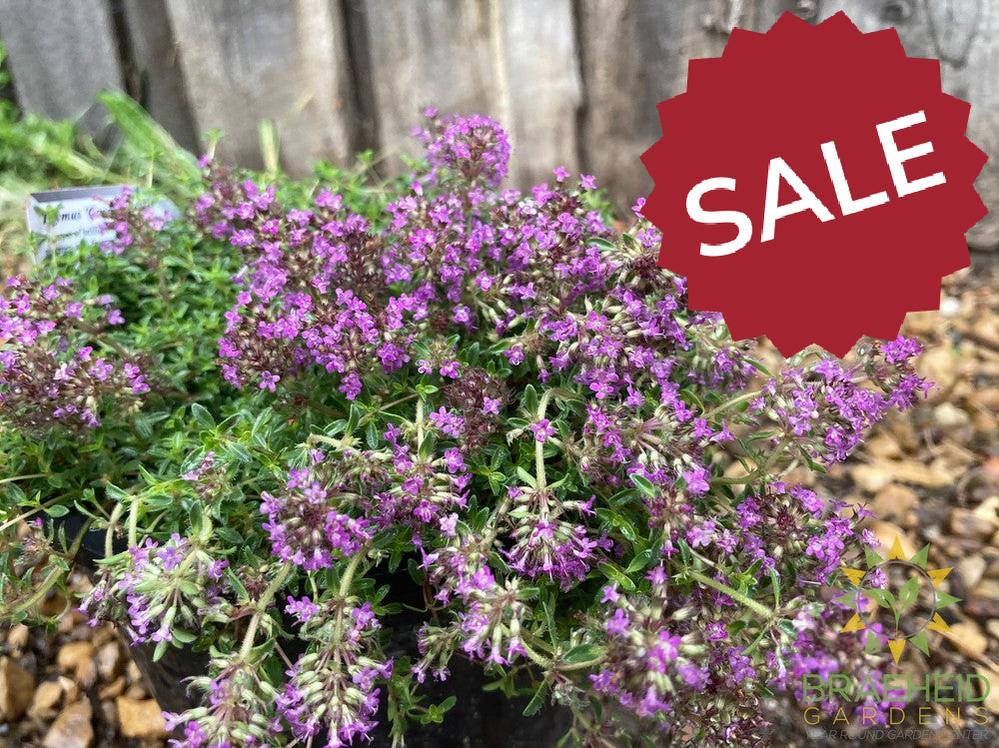 Red Creeping Thyme