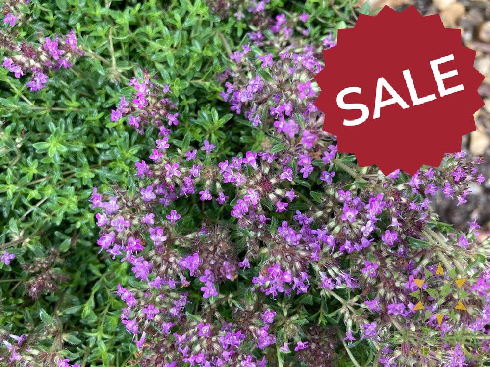 Red Creeping Thyme