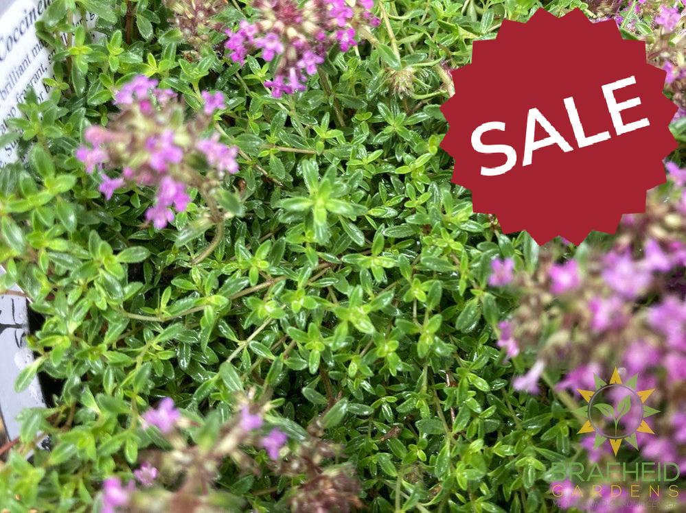 Red Creeping Thyme