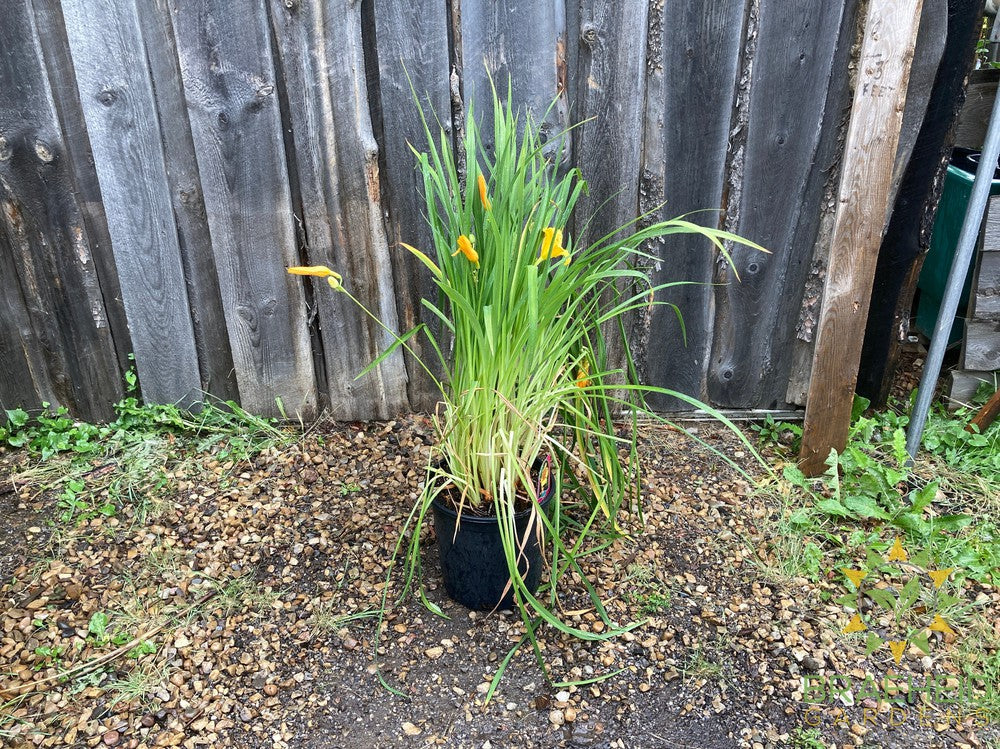Daylily Stella D'oro Yellow - NO SHIP -
