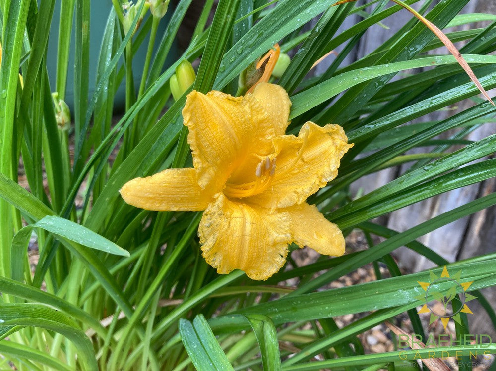 Daylily Stella D'oro Yellow - NO SHIP -