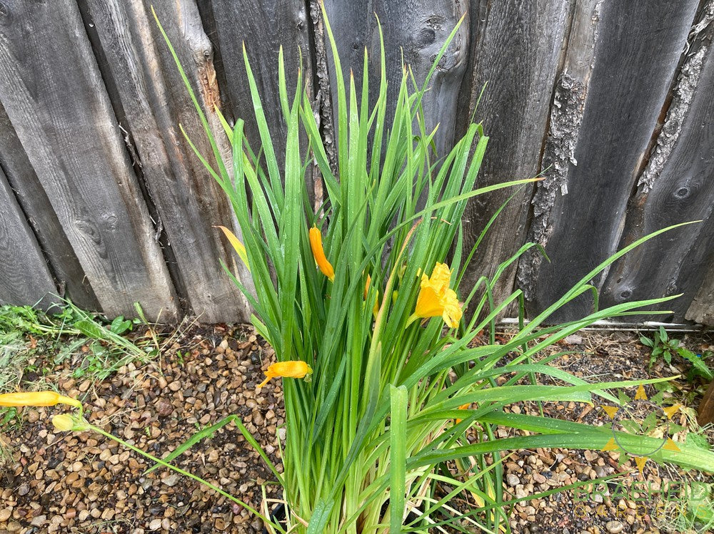 Daylily Stella D'oro Yellow - NO SHIP -