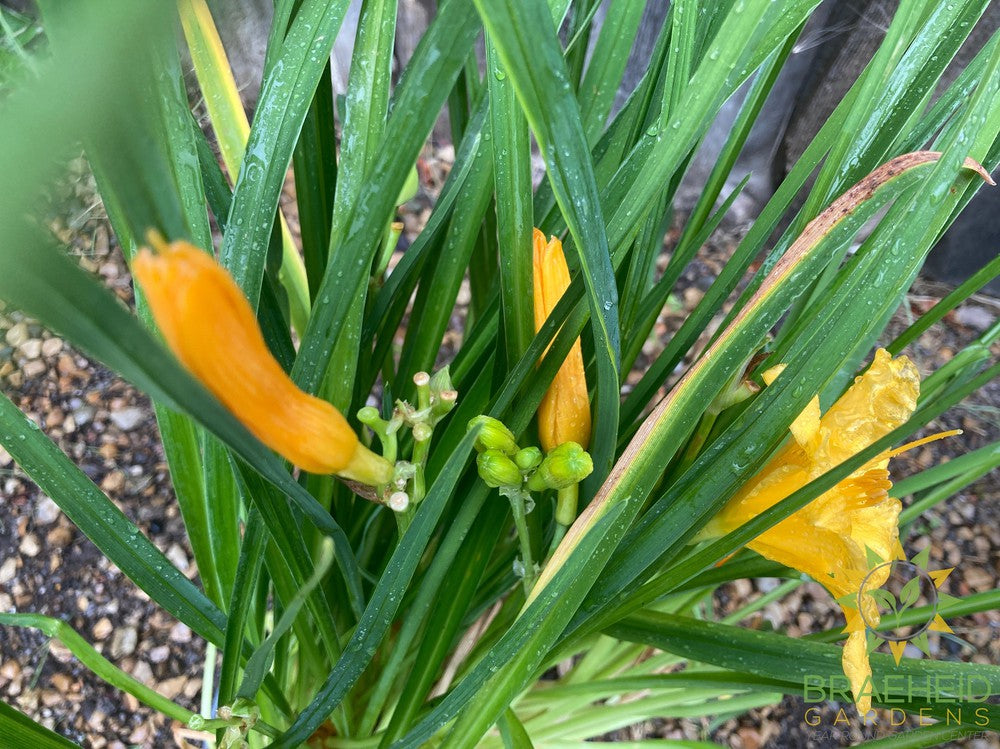 Daylily Stella D'oro Yellow - NO SHIP -