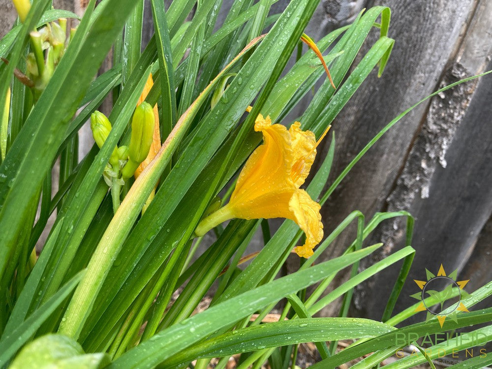 Daylily Stella D'oro Yellow - NO SHIP -