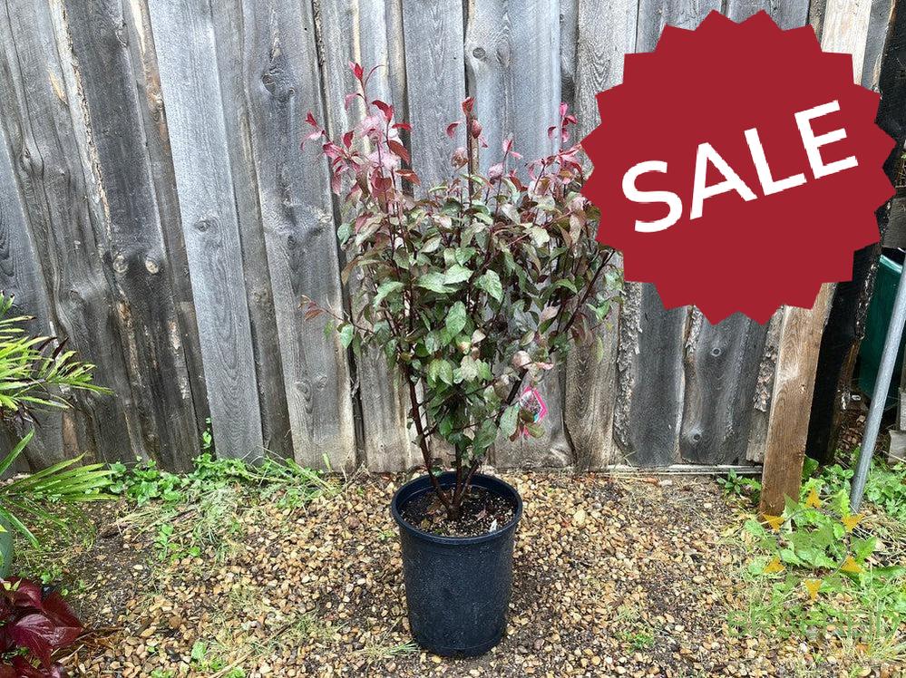 Purple Leaf Plum/Sand Cherry- Tree for sale, Grown in Grande Prairie -Braeheid Gardens Ltd. on Emerson Trail