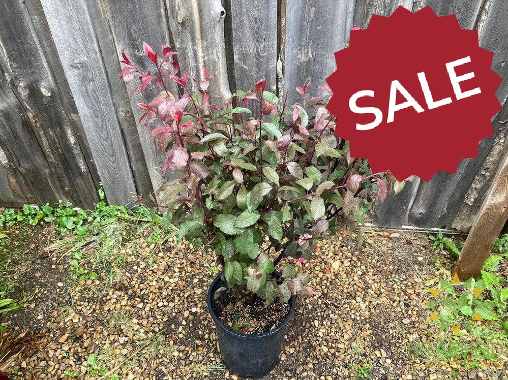 Purple Leaf Plum/Sand Cherry- Tree for sale, Grown in Grande Prairie -Braeheid Gardens Ltd. on Emerson Trail