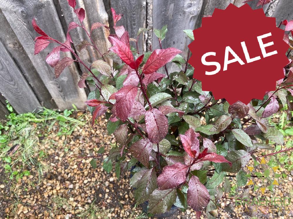 Purple Leaf Plum/Sand Cherry- Tree for sale, Grown in Grande Prairie -Braeheid Gardens Ltd. on Emerson Trail