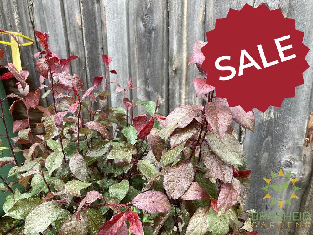 Purple Leaf Plum/Sand Cherry- Tree for sale, Grown in Grande Prairie -Braeheid Gardens Ltd. on Emerson Trail