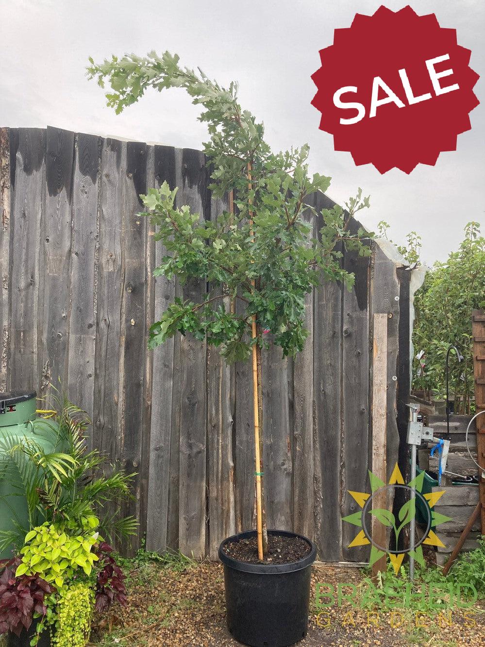 Bur Oak- Tree for sale, Grown in Grande Prairie -Braeheid Gardens Ltd. on Emerson Trail