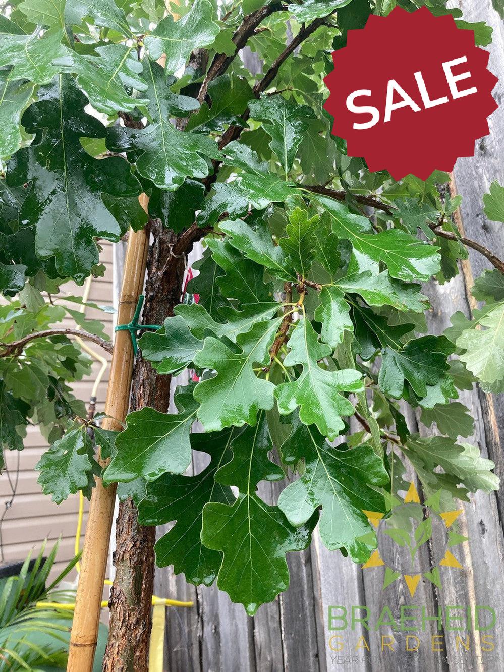 Bur Oak- Tree for sale, Grown in Grande Prairie -Braeheid Gardens Ltd. on Emerson Trail