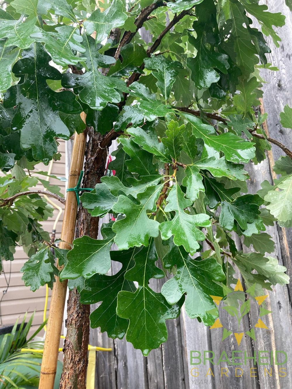 Bur Oak- Tree for sale, Grown in Grande Prairie -Braeheid Gardens Ltd. on Emerson Trail