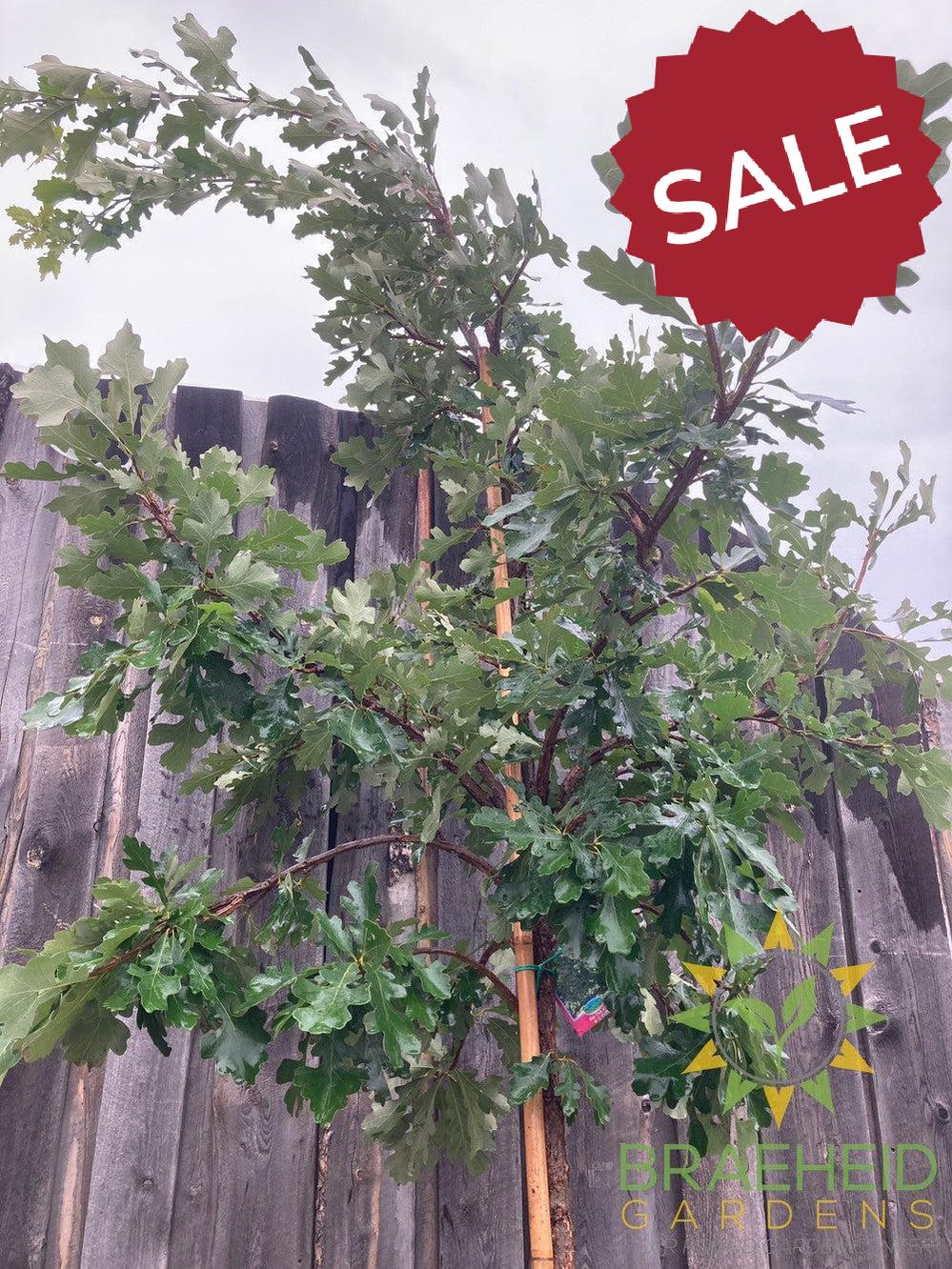 Bur Oak- Tree for sale, Grown in Grande Prairie -Braeheid Gardens Ltd. on Emerson Trail