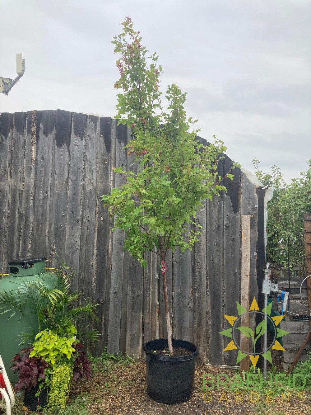 Hot Wings® Tatarian Maple- Tree for sale, Grown in Grande Prairie -Braeheid Gardens Ltd. on Emerson Trail