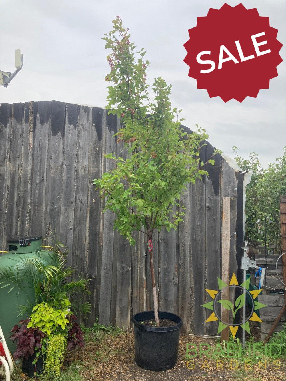 Hot Wings® Tatarian Maple- Tree for sale, Grown in Grande Prairie -Braeheid Gardens Ltd. on Emerson Trail
