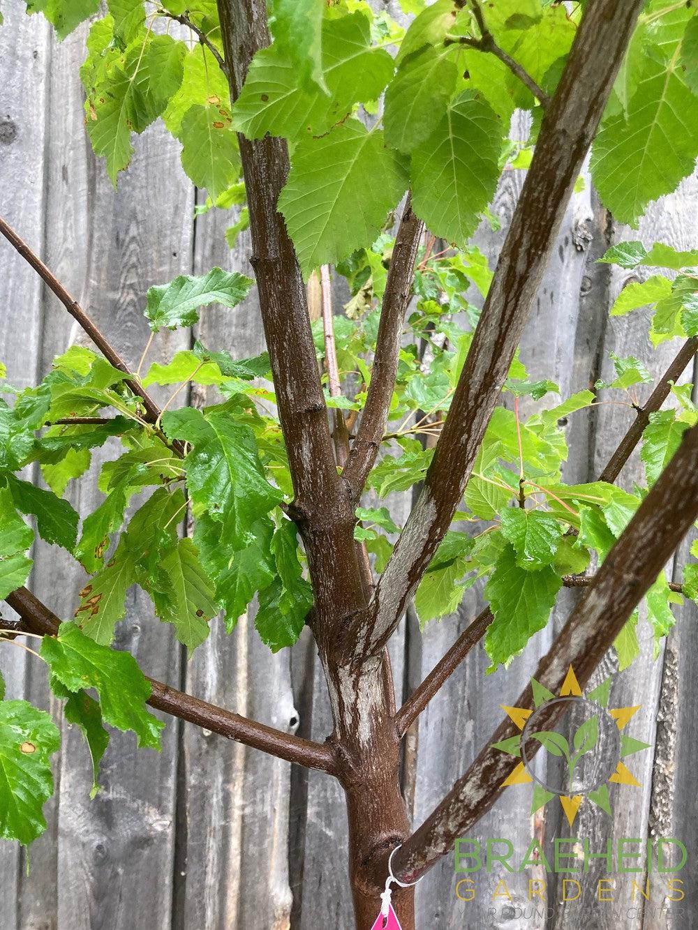 Hot Wings® Tatarian Maple- Tree for sale, Grown in Grande Prairie -Braeheid Gardens Ltd. on Emerson Trail