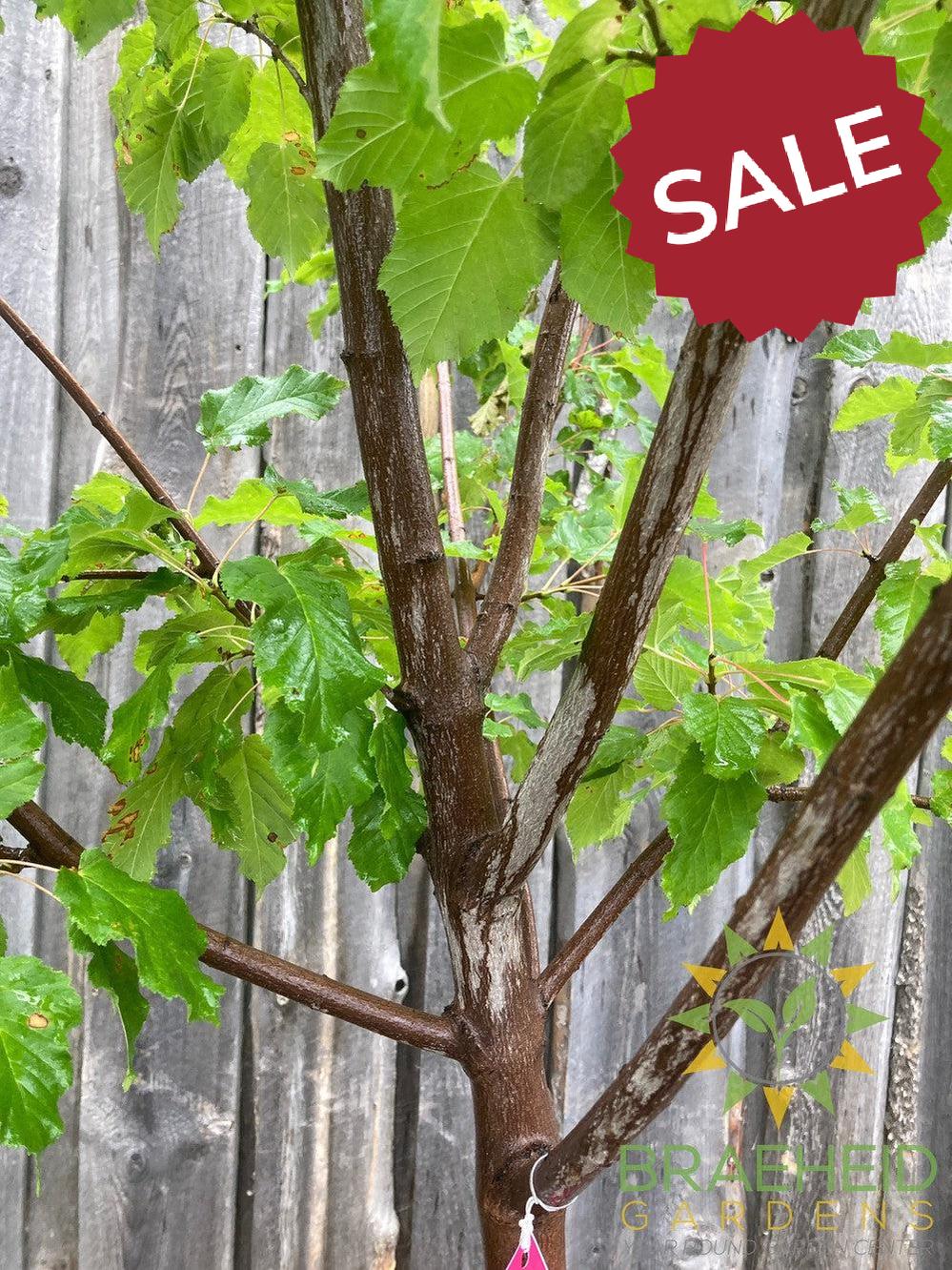 Hot Wings® Tatarian Maple- Tree for sale, Grown in Grande Prairie -Braeheid Gardens Ltd. on Emerson Trail