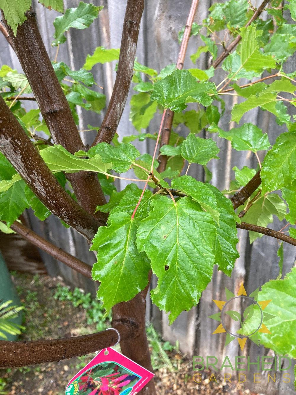 Hot Wings® Tatarian Maple- Tree for sale, Grown in Grande Prairie -Braeheid Gardens Ltd. on Emerson Trail