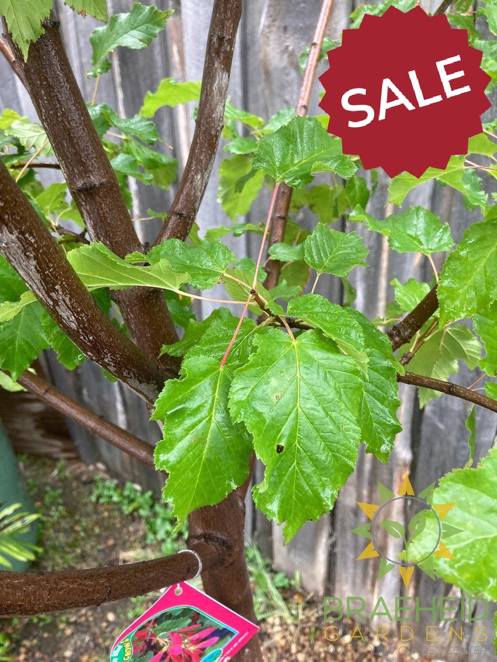 Hot Wings® Tatarian Maple- Tree for sale, Grown in Grande Prairie -Braeheid Gardens Ltd. on Emerson Trail