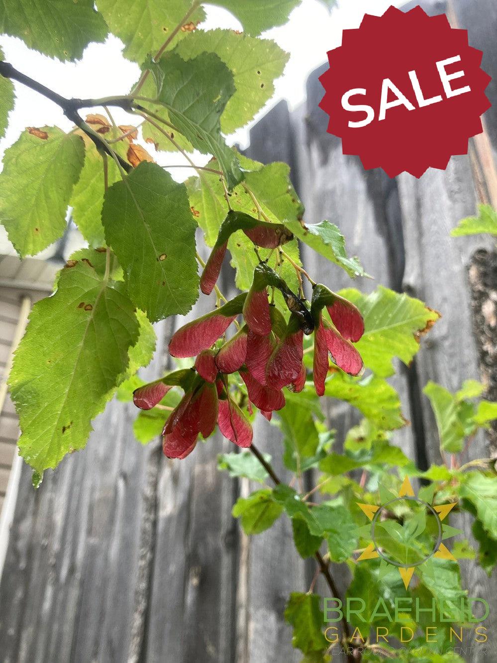 Hot Wings® Tatarian Maple- Tree for sale, Grown in Grande Prairie -Braeheid Gardens Ltd. on Emerson Trail