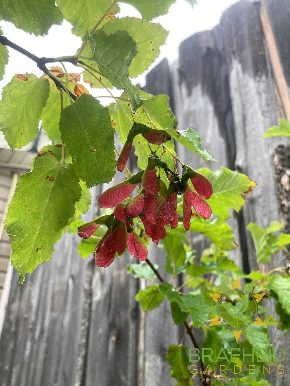 Hot Wings® Tatarian Maple- Tree for sale, Grown in Grande Prairie -Braeheid Gardens Ltd. on Emerson Trail
